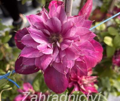 plamének - Clematis 'My Darling'