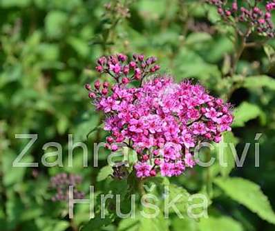 tavolník - Spiraea bumalda 'Dart´s Red'