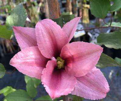 plamének - Clematis 'Rosamunde'