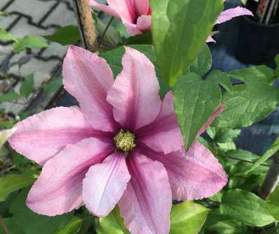 plamének - Clematis 'Rosamunde'
