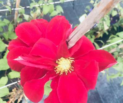 plamének - Clematis 'Hoshi-no-flamenco'