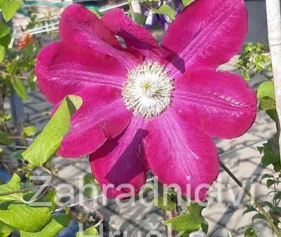 plamének - Clematis 'Hoshi-no-flamenco'