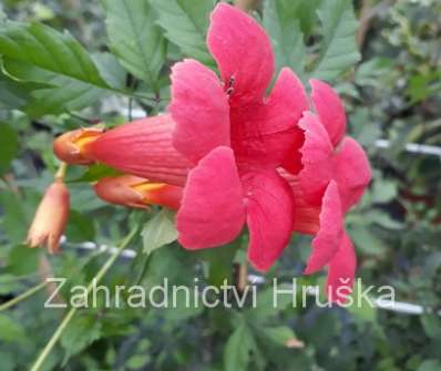 trubač - Campsis radicans 'Flamenco'