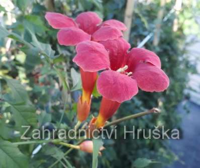 trubač - Campsis radicans 'Flamenco'