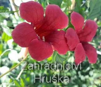 trubač - Campsis radicans 'Flamenco'