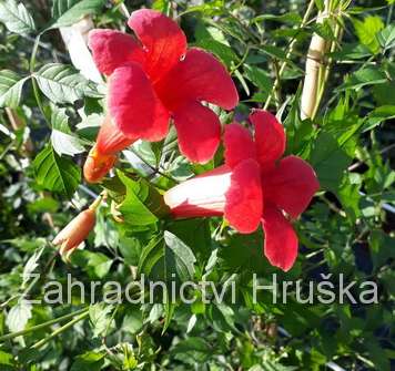 trubač - Campsis radicans 'Flamenco'