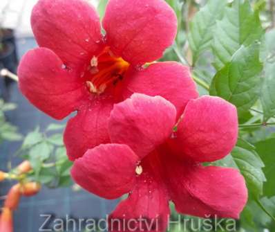 trubač - Campsis radicans 'Flamenco'