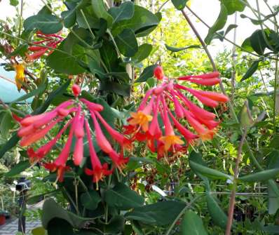 zimolez - Lonicera sempervirens 'Blanche Sandman'