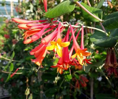 zimolez - Lonicera sempervirens 'Blanche Sandman'