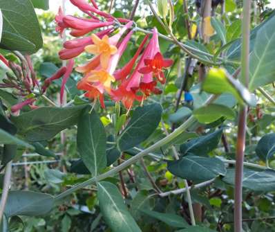 zimolez - Lonicera sempervirens 'Blanche Sandman'