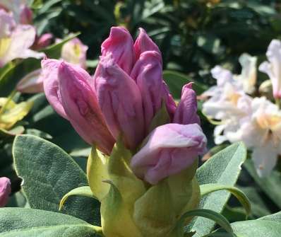 Rhododendron v sortách