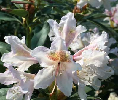 Rhododendron v sortách