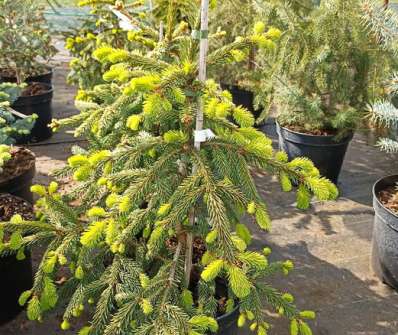 smrk - Picea abies 'Gold Drift'