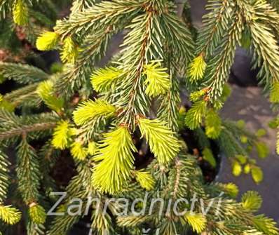 smrk - Picea abies 'Gold Drift'