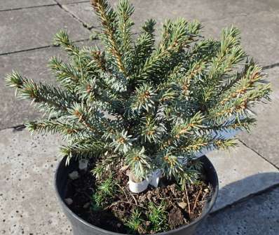 smrk - Picea omorika 'Kamenz'