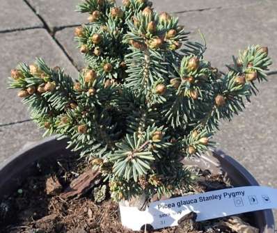 smrk - Picea glauca 'Stanley Pygmy'