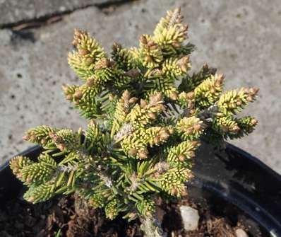 smrk - Picea orientalis 'Tom Thumb Gold'