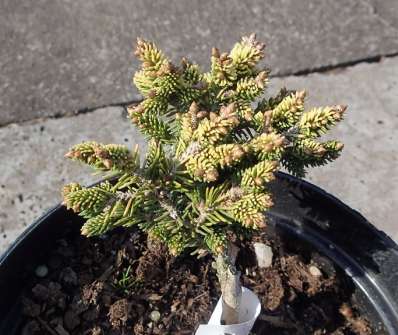 smrk - Picea orientalis 'Tom Thumb Gold'