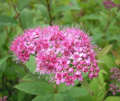 tavolník - Spiraea japonica 'Froebelii'
