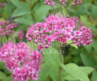 tavolník - Spiraea japonica 'Froebelii'