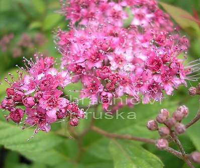 tavolník - Spiraea japonica 'Froebelii'