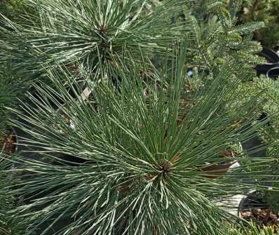 Borovice - Pinus jeffreyi 'Joppi'