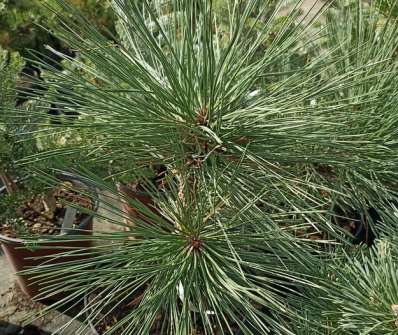 Borovice - Pinus jeffreyi 'Joppi'