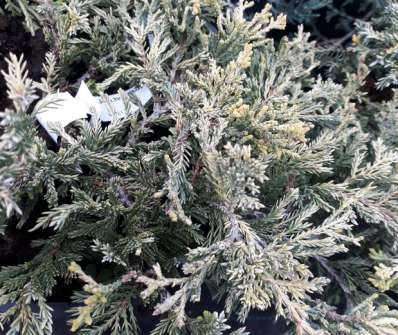 jalovec - Juniperus horizontalis 'Monther Lode'