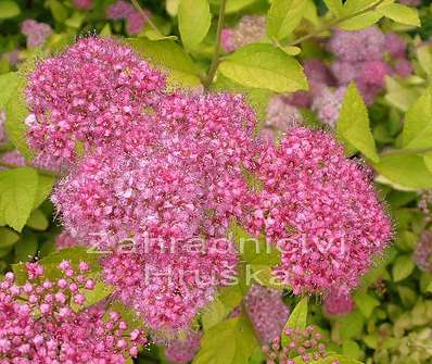 tavolník - Spiraea japonica 'Golden Princess'