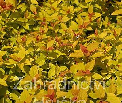 tavolník - Spiraea japonica 'Golden Princess'