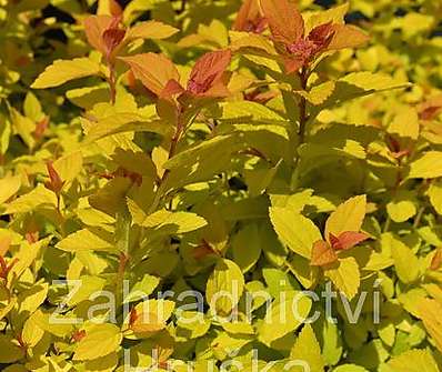 tavolník - Spiraea japonica 'Golden Princess'