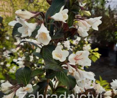 vajgelie - Weigela 'Ebony and Ivory'