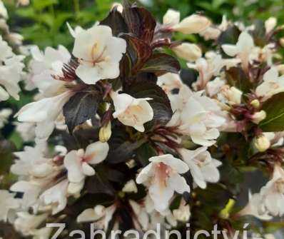 vajgelie - Weigela 'Ebony and Ivory'