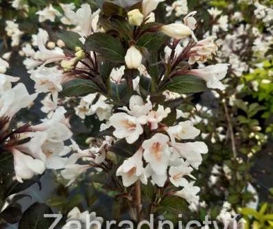 vajgelie - Weigela 'Ebony and Ivory'