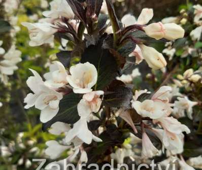 vajgelie - Weigela 'Ebony and Ivory'