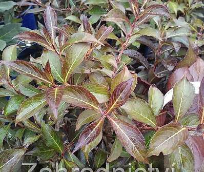 vajgelie - Weigela florida 'Black and White'