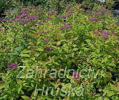 tavolník - Spiraea bumalda 'Goldflame'