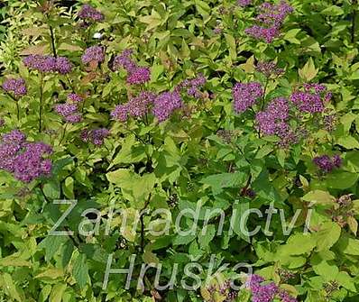 tavolník - Spiraea bumalda 'Goldflame'