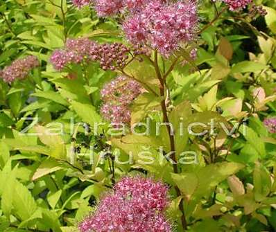 tavolník - Spiraea bumalda 'Goldflame'