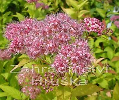 tavolník - Spiraea bumalda 'Goldflame'