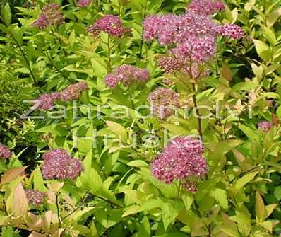 tavolník - Spiraea bumalda 'Goldflame'