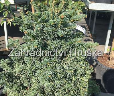 jedle - Abies lasiocarpa 'Green Globe'