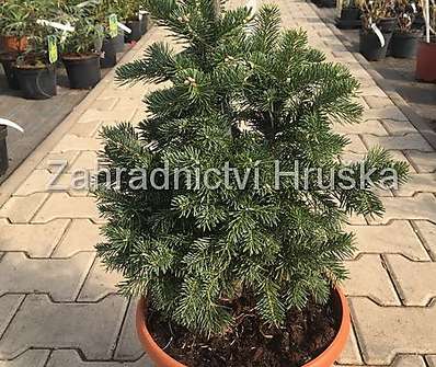 jedle - Abies lasiocarpa 'Green Globe'