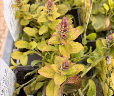Ajuga reptans Gold Chang