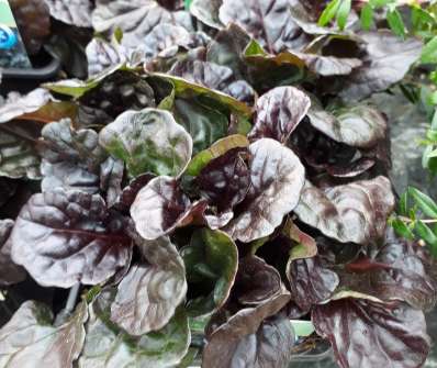 Ajuga reptans Atropurpurea