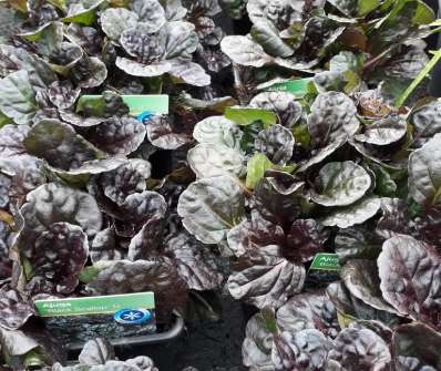 Ajuga reptans Atropurpurea