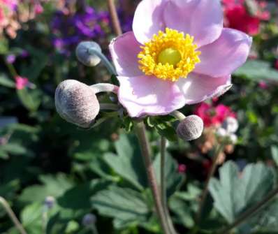 Anemone hupehensis Praecox
