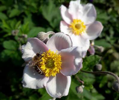 Anemone hupehensis Praecox