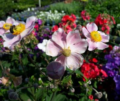 Anemone hupehensis Praecox
