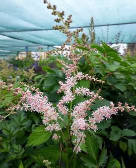Astilbe simplicifolia Pink Lighting